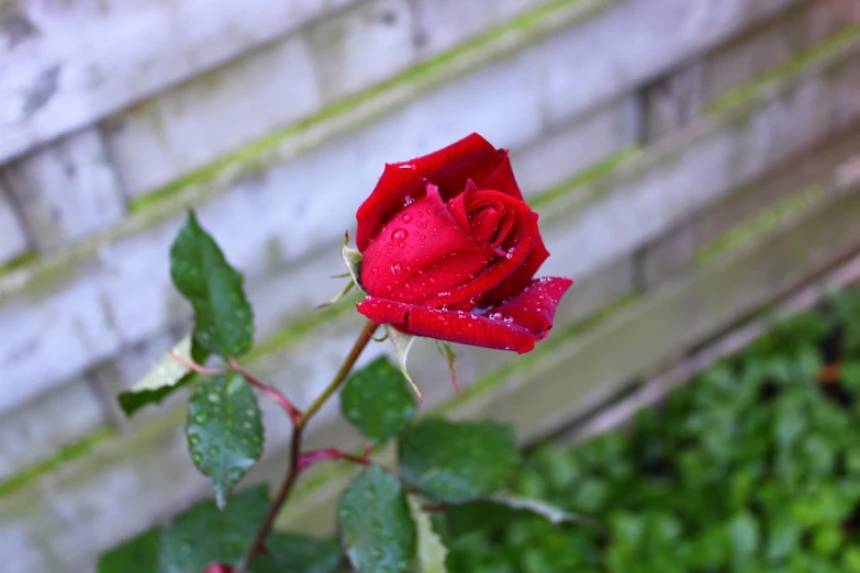 a red rose with water droplets on it, taken with a pentax k1000, after rain and no girls, at home, looking left