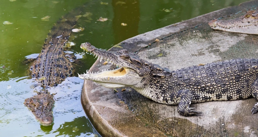 a couple of alligators that are by some water, a picture, pixabay, sumatraism, mexican standoff, 🦩🪐🐞👩🏻🦳, 30 year old man, backyard