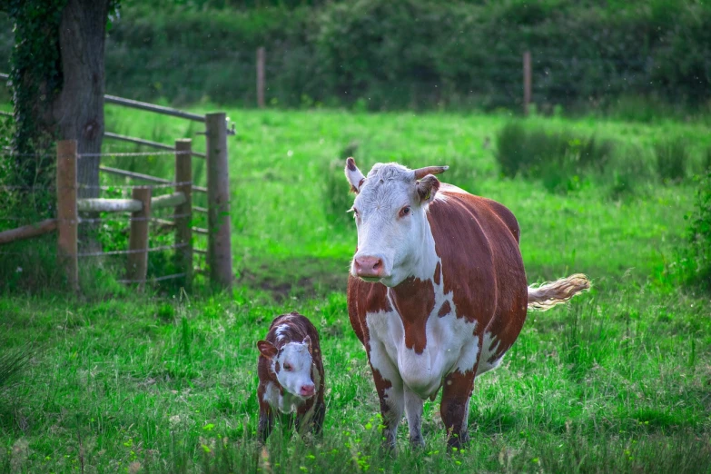 a brown and white cow standing next to a baby cow, a picture, by Abraham van Beijeren, pixabay, renaissance, running towards camera, red and white, lush green, protective