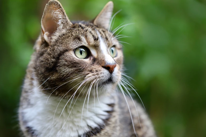 a close up of a cat with green eyes, a portrait, pixabay, side profile portrait, trimmed with a white stripe, hunting, looking upwards