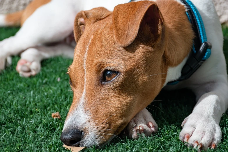 a brown and white dog laying on top of a lush green field, inspired by Elke Vogelsang, pixabay, renaissance, exhausted face close up, jack russel dog, cinnamon skin color, resting after a hard fight