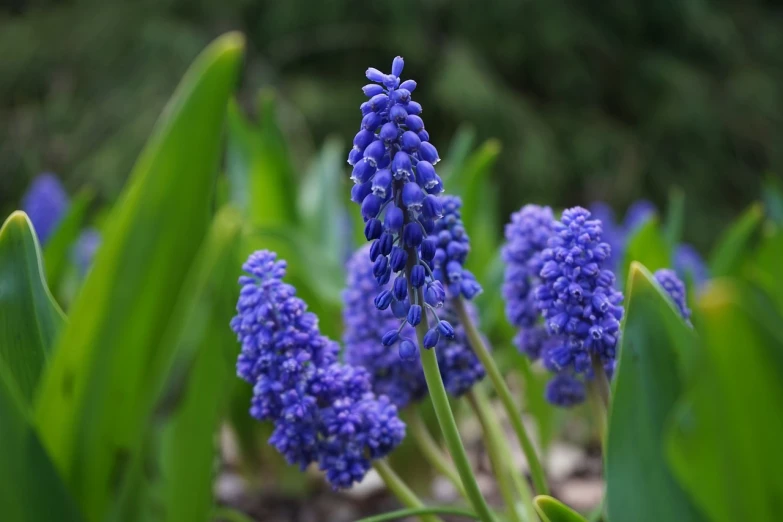 a close up of a bunch of purple flowers, pixabay, renaissance, grape hyacinth, flowers growing out of his body, blue - print, green