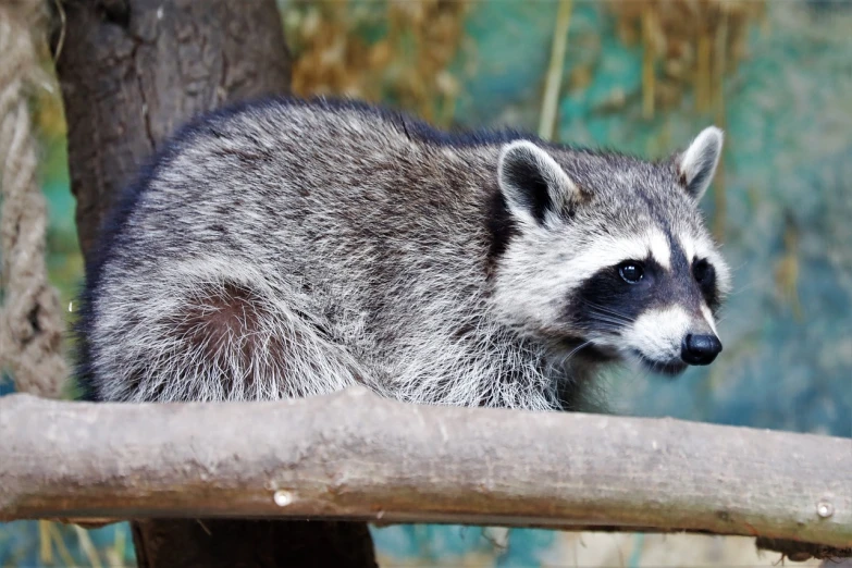 a raccoon sitting on top of a tree branch, by Jim Manley, pixabay, renaissance, side view close up of a gaunt, zoo, with a white muzzle, high angle close up shot