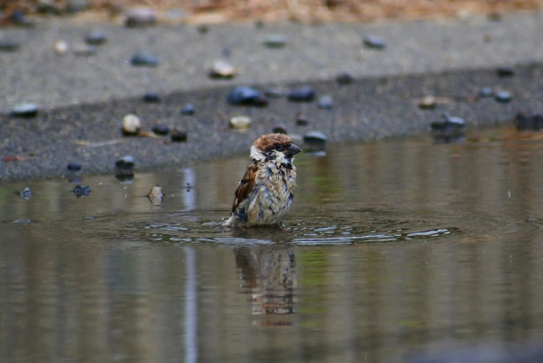 a small bird standing in a puddle of water, wide mouth, bird poo on head, filling with water, laura sava