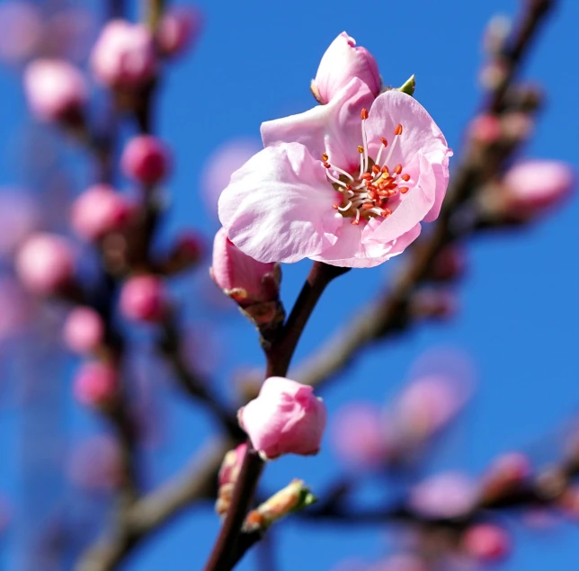 a close up of a flower on a tree, by Ikuo Hirayama, flickr, sōsaku hanga, peach, istockphoto, early spring, 1 6 x 1 6