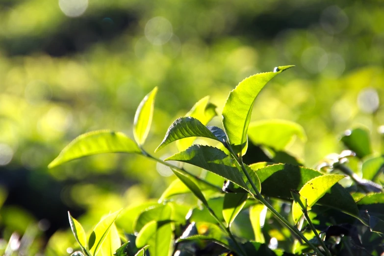 a close up of a plant with green leaves, by Dietmar Damerau, hurufiyya, green tea, perfect crisp sunlight, “organic, vanilla