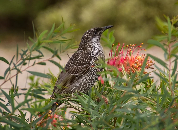 a bird sitting on top of a bush next to a flower, by Gwen Barnard, pixabay, australian wildflowers, incredible sharp detail, 🦩🪐🐞👩🏻🦳, young female