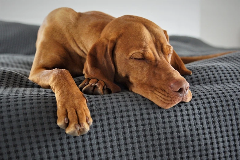a large brown dog laying on top of a bed, by Thomas Barker, pixabay, relaxing on a modern couch, hand, tired half closed, smooth detailed