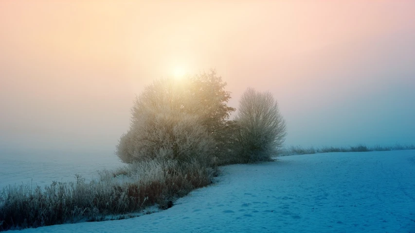 a couple of trees sitting on top of a snow covered field, by Karl Buesgen, ethereal glare of the sun, (3 are winter, dew, phot