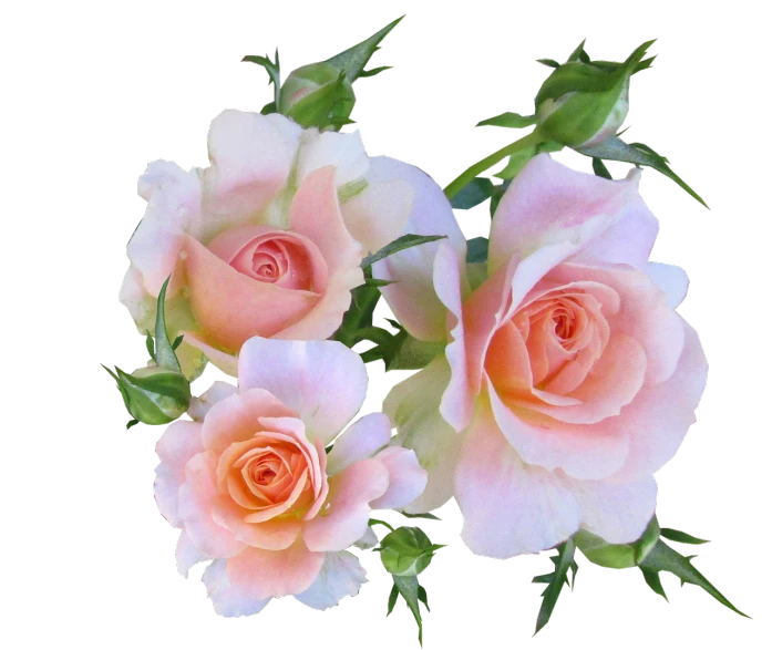 a group of pink roses sitting next to each other, a digital rendering, by Joan Ayling, flickr, peach embellishment, with a black background, soft!!, whites