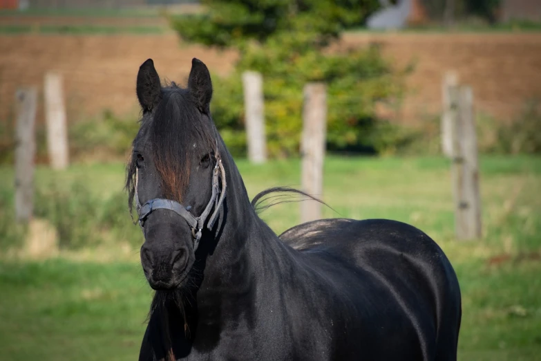 a black horse standing on top of a lush green field, a portrait, by Caroline Mytinger, pixabay, baroque, huge glistening muscles, front facing the camera, he is about 20 years old, ashy