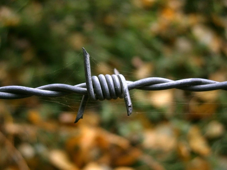 a close up of a barbed wire with leaves in the background, by Jacek Sempoliński, pixabay, plein air, 1 0 2 4 x 7 6 8, taken in the late 2000s, menacing!, lock