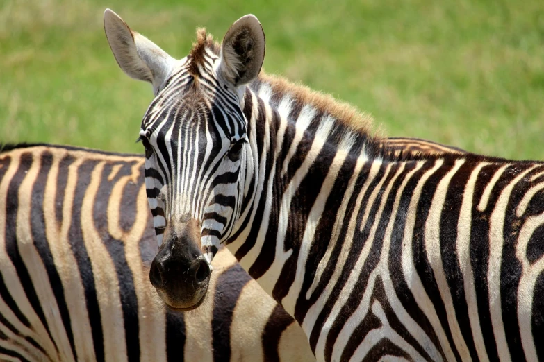 a couple of zebra standing next to each other, a photo, by Dave Melvin, pixabay, close up high detailed, aaaaaaaaaaaaaaaaaaaaaa, looking to his side, hazard stripes