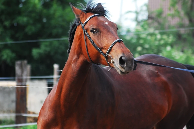 a brown horse standing on top of a lush green field, a portrait, by Caroline Mytinger, pixabay, huge glistening muscles, photo of head, smooth streamline, around a neck