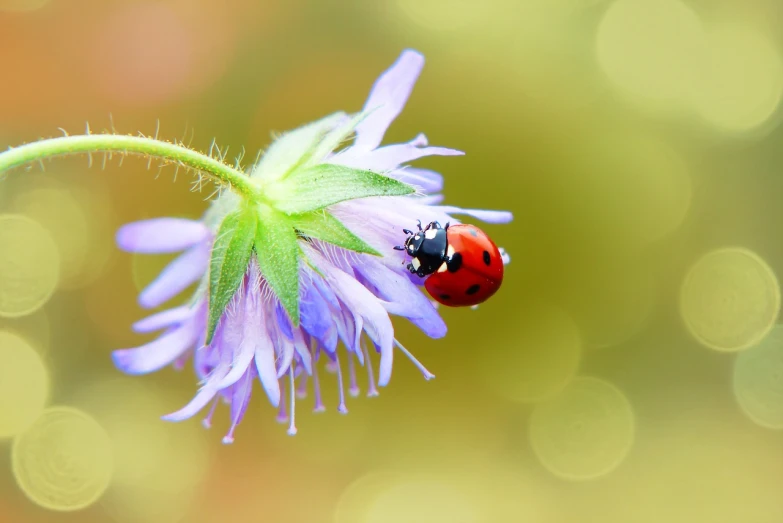 a ladybug sitting on top of a purple flower, by Jan Rustem, istock, highly realistic photo, flash photo, sergey krasovskiy