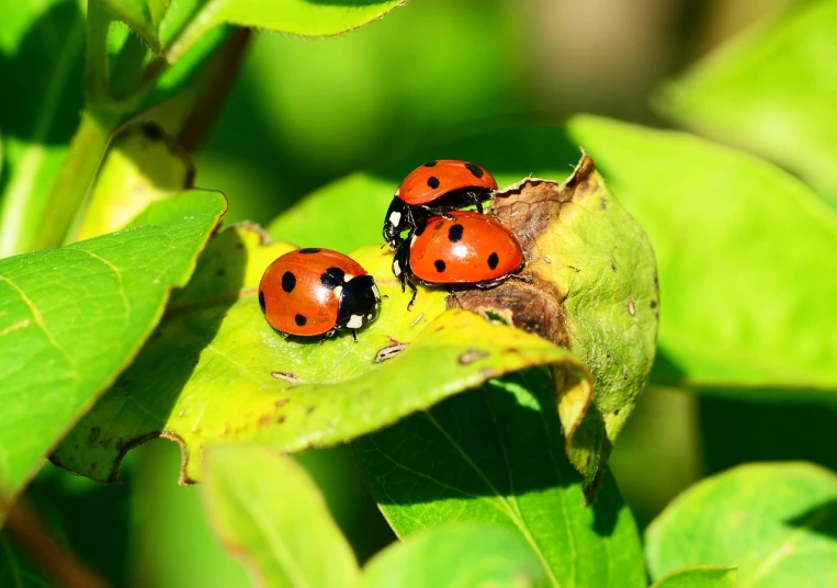 a couple of ladybugs sitting on top of a green leaf, a photo, 2 0 1 0 photo, high details photo