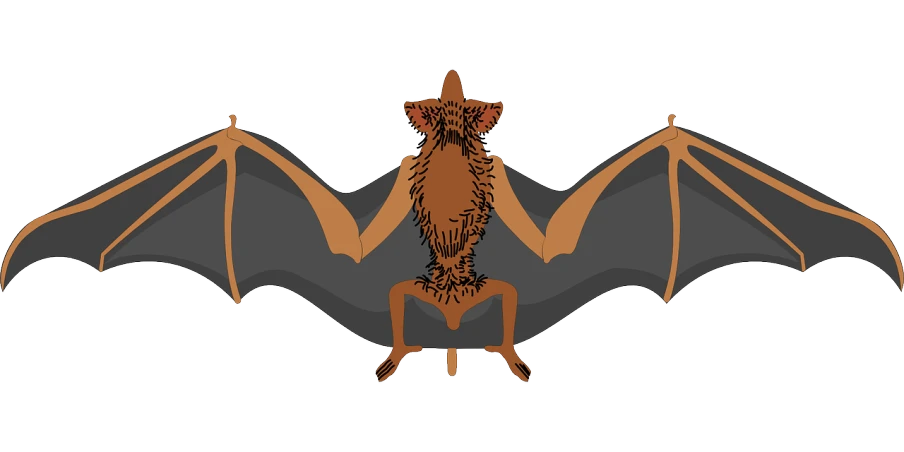 a close up of a bat on a white background, an illustration of, by Allen Jones, pixabay, art nouveau, hairy orange body, seated, female humanoid creature, !!! very coherent!!! vector art
