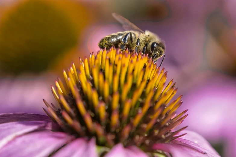 a bee sitting on top of a purple flower, by Jan Rustem, fine art, eye level shot, highly detailled, pic, honey and bee hive