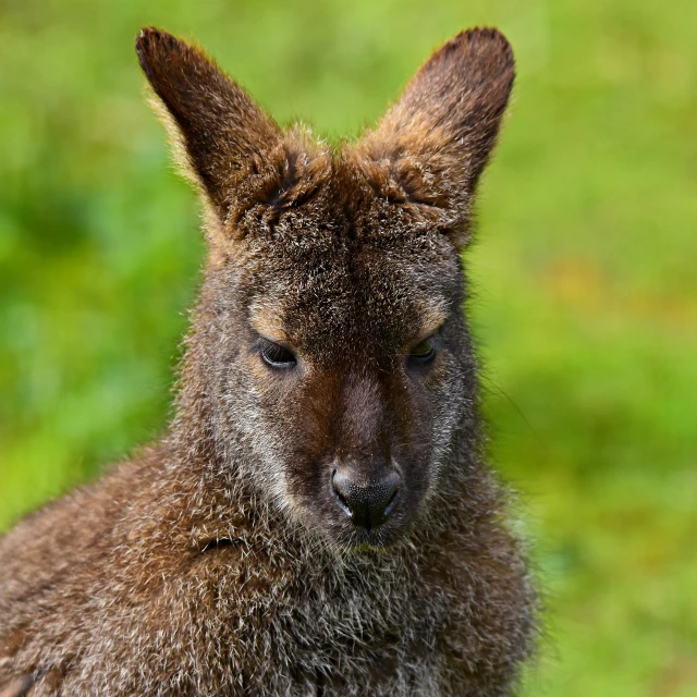 a close up of a kangaroo in a grassy field, a portrait, by Dicky Doyle, shutterstock, with wet faces!!, north island brown kiwi, immature, sigma 1/6