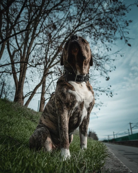 a dog that is sitting in the grass, by Jakob Gauermann, unsplash, hyperrealism, posing ready for a fight, low angle facing sky, marble!! (eos 5ds r, lightroom preset