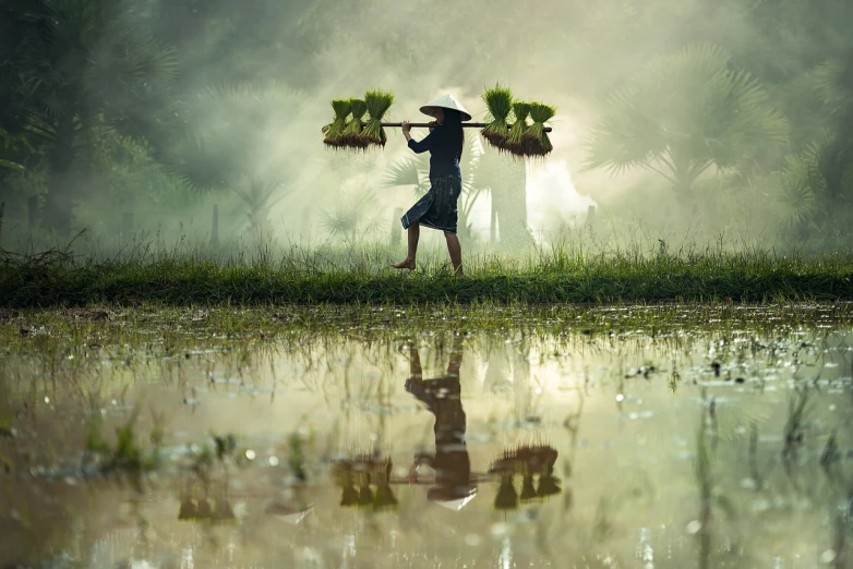 a man walking across a lush green field next to a puddle of water, by Basuki Abdullah, pixabay contest winner, carrying a tray, harvest, cute photo, strong backlight