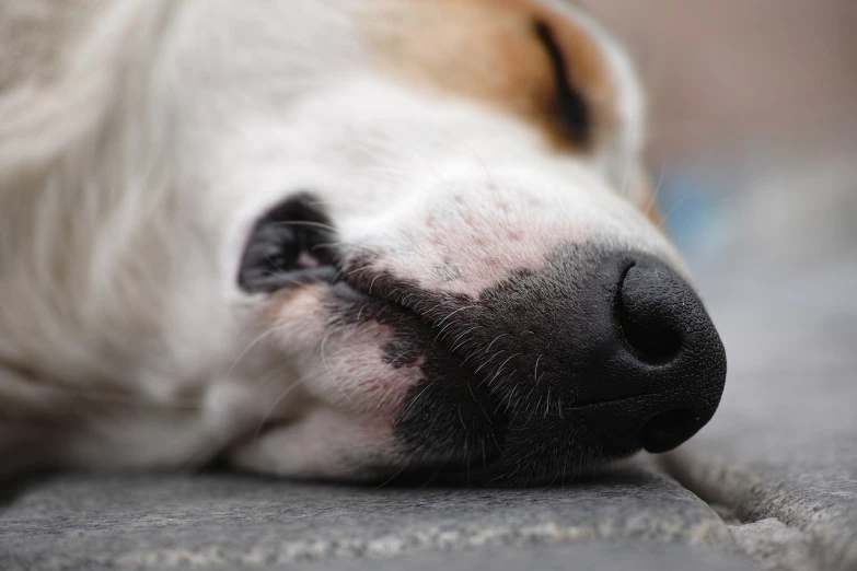 a close up of a dog's nose and nose, by Matija Jama, pixabay, asleep, passed out, jack russel dog, bottom angle