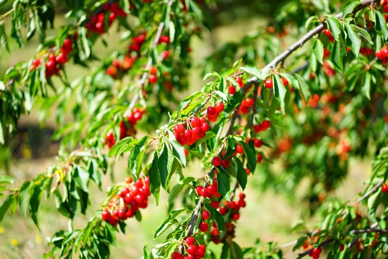 a bunch of ripe cherries hanging from a tree, hurufiyya, agfa photo, astri lohne, professionally designed, olga buzova