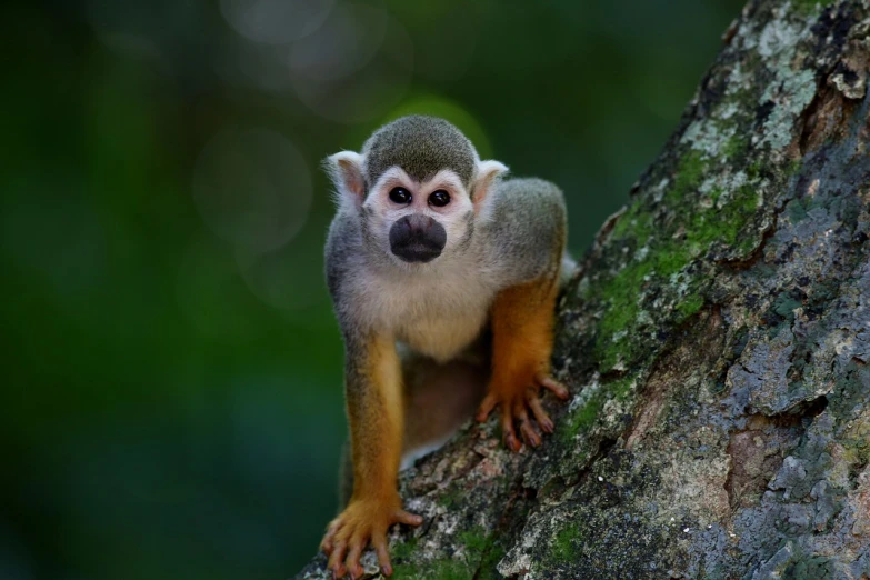 a close up of a small animal on a tree, by Niklaus Manuel, pixabay, renaissance, monkey, colombian, with a white muzzle, in style of monkeybone