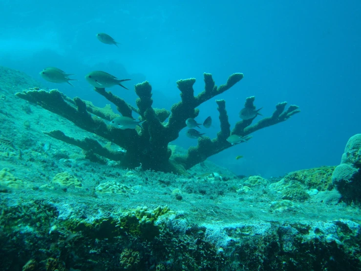 a coral reef with fish swimming around it, by Juergen von Huendeberg, flickr, dada, spike - like branches, backbone, lattice, ibiza