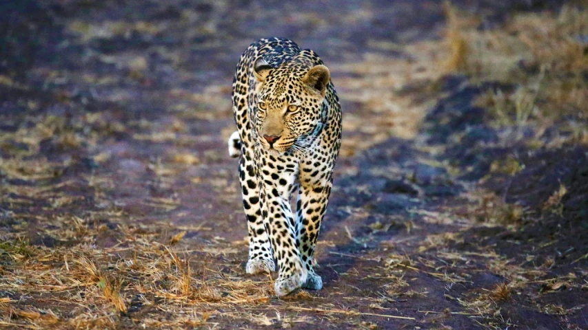 a leopard walking across a dry grass covered field, a photo, pixabay, !! looking at the camera!!, loin cloth, intricately defined, at full stride