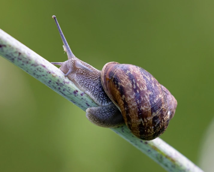 a close up of a snail on a stem, by Hans Schwarz, from wikipedia, july 2 0 1 1, paisley, female gigachad