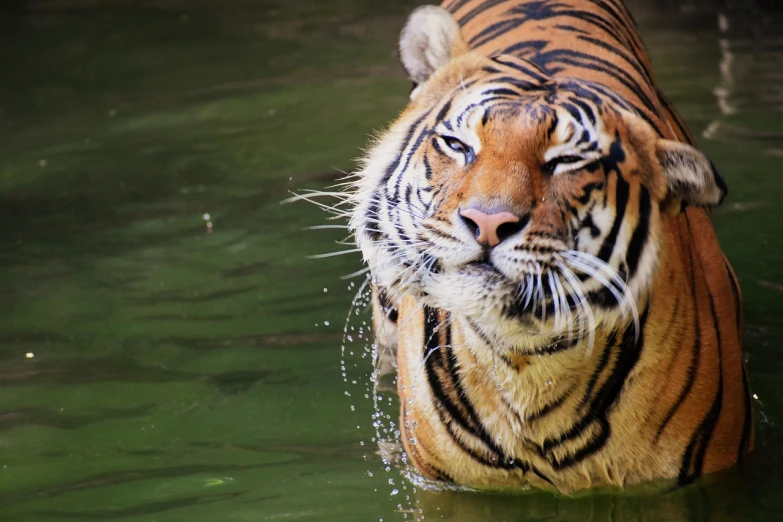 a close up of a tiger in a body of water, a picture, by Micha Klein, pixabay, sumatraism, celebration, panzer, fuji pro 400h, 720p