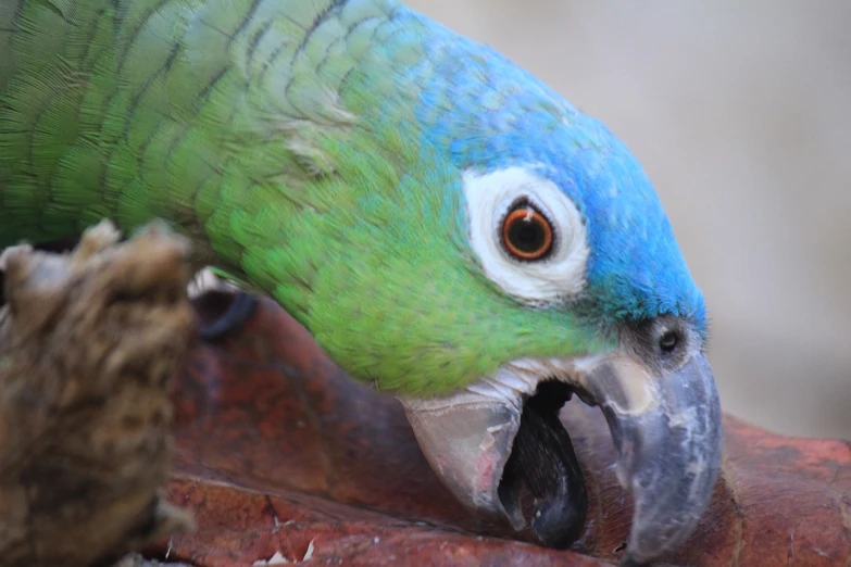 a close up of a parrot eating a piece of food, by Robert Brackman, flickr, tones of blue and green, wooden, detailed jaw and eyes, women