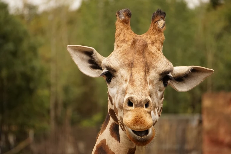 a close up of a giraffe with trees in the background, by Dan Luvisi, pixabay, renaissance, smirking at the camera, waving, closeup of the face, istock