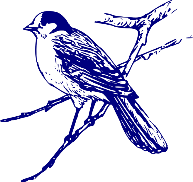 a drawing of a bird sitting on a branch, bluejay, sturdy, (high contrast), a high angle shot