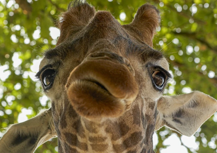 a close up of a giraffe's face with trees in the background, a picture, by Matt Stewart, pexels, photorealism, accidentally taking a selfie, wrinkled big cheeks, 🦩🪐🐞👩🏻🦳, bottom - view