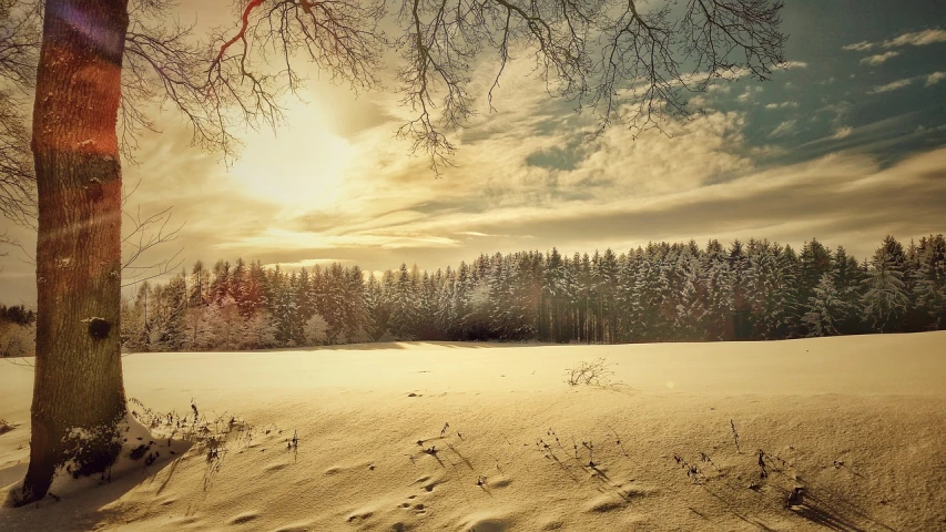 a tree sitting in the middle of a snow covered field, a picture, by Wolfgang Zelmer, pixabay, land art, sepia sun, forest clearing landscape, sun after a storm, ( 3 1