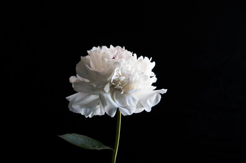 a single white peony against a black background, flickr, hyperrealism, ffffound, hyung - tae kim, carnation, rich composition