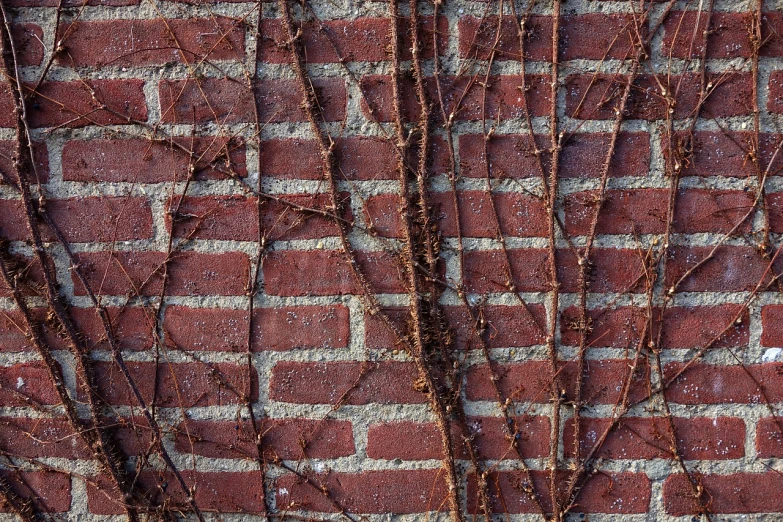 a brick wall with vines growing on it, by Jan Rustem, postminimalism, square lines, reddish - brown, intricate branches, texture pack