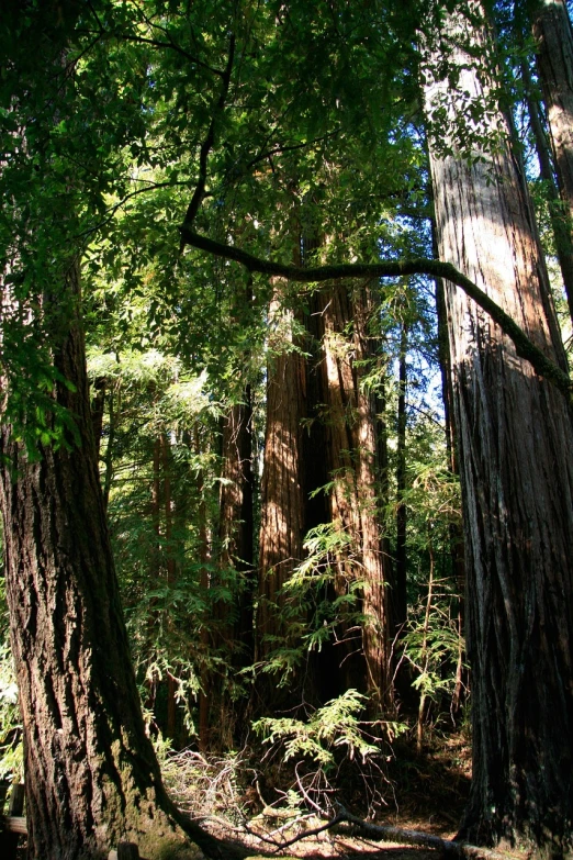 a forest filled with lots of tall trees, a photo, flickr, redwood trees, ancient”, wikimedia commons, stock photo