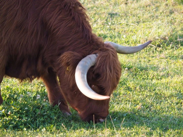 a brown cow with long horns grazing in a field, pixabay, renaissance, thick fluffy tail, scottish style, photo 85mm, eating