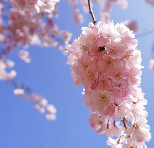 a close up of a bunch of flowers on a tree, a picture, flickr, sōsaku hanga, the sky is pink, avatar image, bee, washington dc