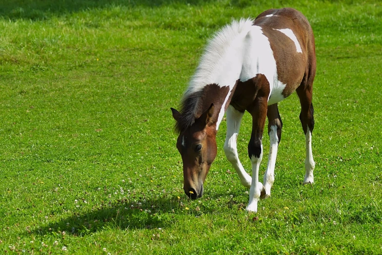 a brown and white horse standing on top of a lush green field, pixabay, eating, colt, modern high sharpness photo