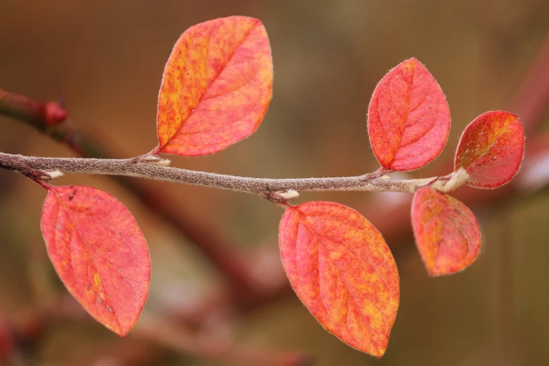 some red and yellow leaves on a tree branch, a macro photograph, by Robert Brackman, pixabay, rose-brambles, pink and orange, manuka, closeup photo