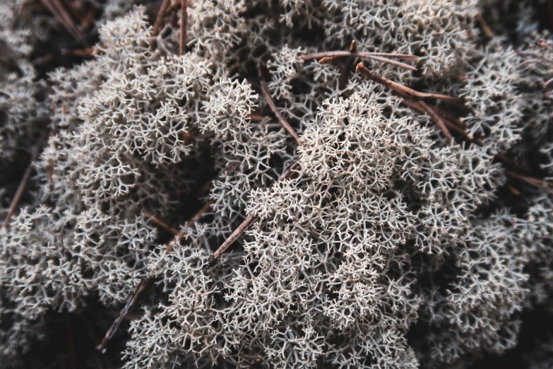 a close up of a plant with small white flowers, by Attila Meszlenyi, pexels, hurufiyya, dried moss, mesh roots. closeup, gray skin, silver filigree details
