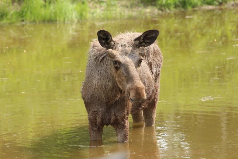 a moose standing in a body of water, a picture, by Linda Sutton, pixabay, slightly dirty face, 2 years old, mid 2 0's female, swampy