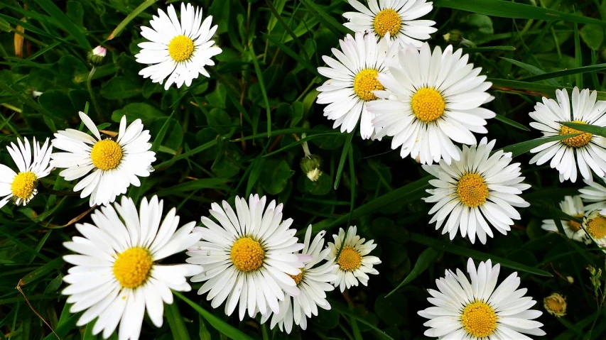 a bunch of white flowers that are in the grass, by Stefan Gierowski, pixabay, 1 6 x 1 6, daisy dukes, birds eye view, closeup!!!!!!