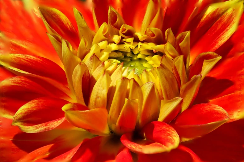 a close up of a red and yellow flower, hot and sunny highly-detailed, modern high sharpness photo