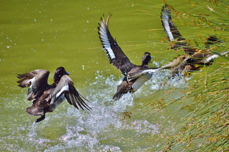 a couple of ducks that are in the water, by Jacob Duck, pixabay, hurufiyya, at takeoff, cascade, high detailed photo, marketing photo