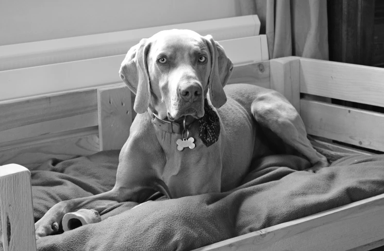 a black and white photo of a dog in a bed, pixabay, dressed in a gray, a wooden, piercing stare, labrador